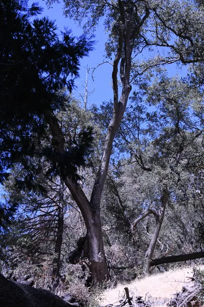 DSC_2185 (Large).JPG